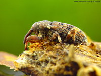 Pissodes piceae - European Silver Fir Weevil