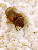 Pocadius ferrugineus