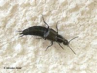 Philonthus cognatus