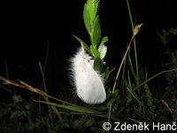 Euproctis similis - Yellow-tail