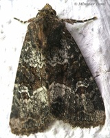 Apamea remissa - Dusky Brocade