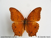 Vindula arsinoe