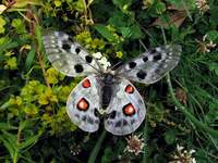 Parnassius apollo - Apollo