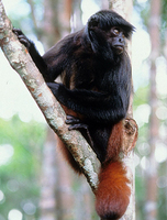 Black uakari (Cacajao melanocephalus)