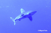 Carcharhinus longimanus, Oceanic whitetip shark: fisheries, gamefish