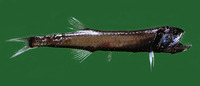Gonostoma denudatum, :