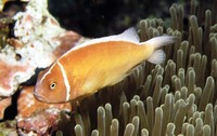 Amphiprion perideraion, Pink anemonefish: aquarium