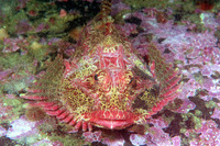 Enophrys diceraus, Antlered sculpin: fisheries