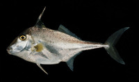 Triacanthus biaculeatus, Short-nosed tripodfish: fisheries
