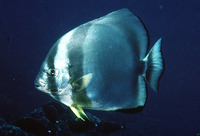 Platax orbicularis, Orbicular batfish: fisheries, aquaculture, aquarium