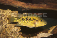 Herichthys steindachneri, Steindachner's cichlid: aquarium