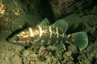 Psammoperca waigiensis, Waigieu seaperch: fisheries, gamefish