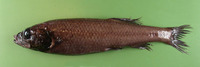 Bathytroctes michaelsarsi, Michael Sars smooth-head: