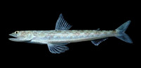 Synodus sechurae, Sechura lizardfish: