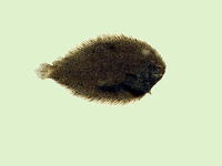 Solea ovata, Ovate sole: fisheries