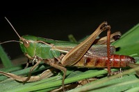 Stenobothrus lineatus - Stripe-winged Grasshopper