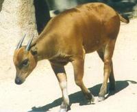 Image of: Bubalus depressicornis (anoa)