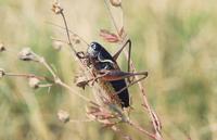 Pholidoptera brevipes