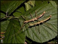 Neopromachus doreyanus