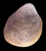 Laevicardium oblongum