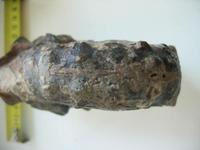 Peltoceras