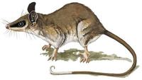 Image of: Marmosops incanus (gray slender mouse opossum)