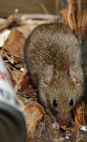 Image of: Mus musculus (house mouse)