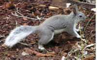 Image of: Sciurus aberti (Abert's squirrel)