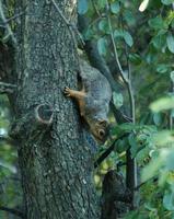 Image of: Sciurus niger (eastern fox squirrel)