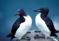 Uria lomvia - Brünnich's Guillemot