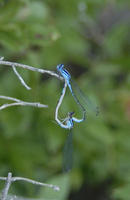 Image of: Enallagma aspersum
