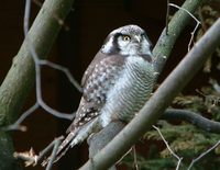 Surnia ulula - Northern Hawk Owl