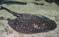 Potamotrygon motoro - fresh water ray