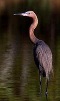 Image of: Egretta rufescens (reddish egret)