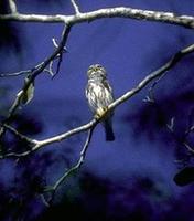 Image of: Glaucidium brasilianum (ferruginous pygmy owl)