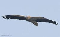 Image of: Neophron percnopterus (Egyptian vulture)