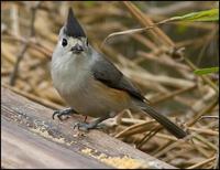 Image of: Parus bicolor (tufted titmouse)