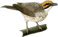 Image of: Pycnonotus zeylanicus (straw-headed bulbul)