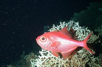 Beryx decadactylus - Red Bream