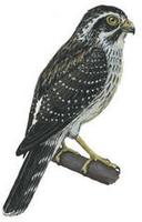 Image of: Spiziapteryx circumcincta (spot-winged falconet)