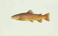 Image of: Salmo trutta (brown trout)