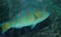 Scarus ghobban - Blue Barred Parrotfish