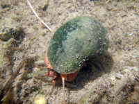 福壽螺 (Pomacea lineata)
