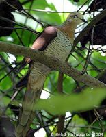 Brown Cuckoo Dove - Macropygia amboinensis