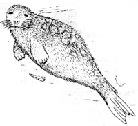 Silhouette du Phocides (Phocanella couffoni)