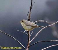 Tickell's Leaf Warbler - Phylloscopus affinis
