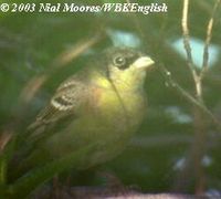 Black-headed Bunting - Emberiza melanocephala