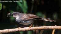 Grey-breasted Prinia - Prinia hodgsonii