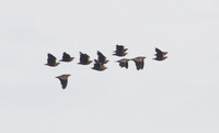 Madagascar Sandgrouse (Pterocles personatus) photo