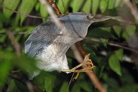 Zigzag Heron - Zebrilus undulatus